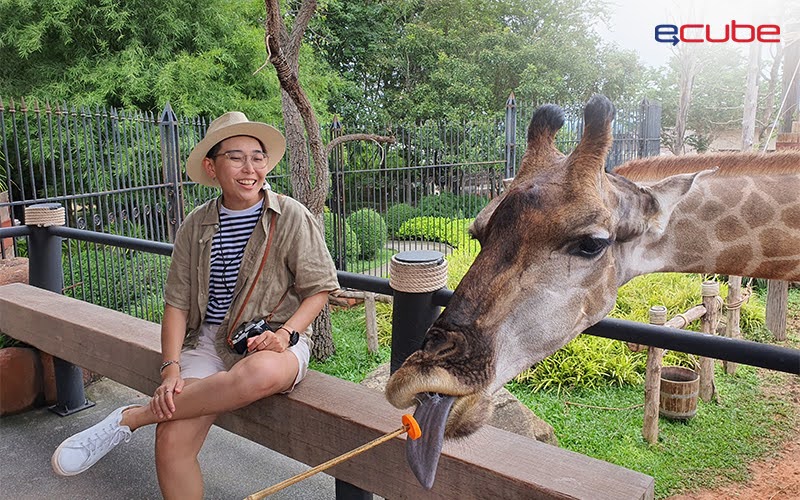 Visitor at the Singapore Zoo, a popular paid attraction included in many travel budgets.